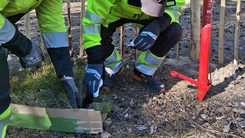 personer som planterar små tallplantor