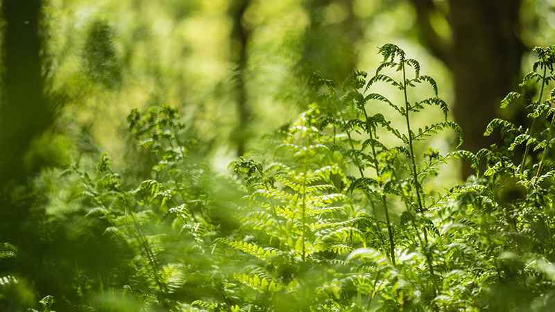 Spirande grönska i skogsglänta