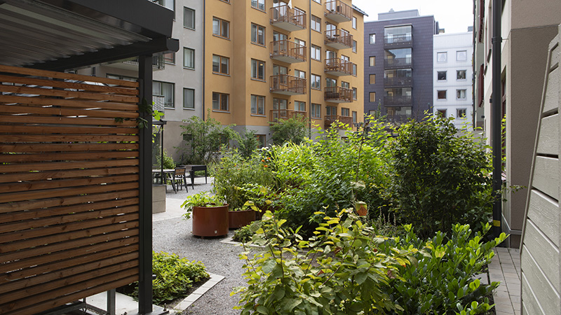 Grönskande innergård omgiven av husfasader