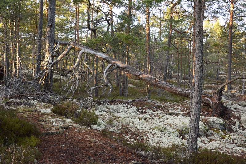 Tyresta nationalpark. Foto: Malin Löfgren
