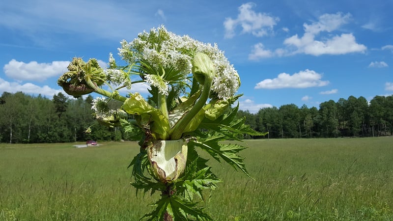 Jätteloka blomställning